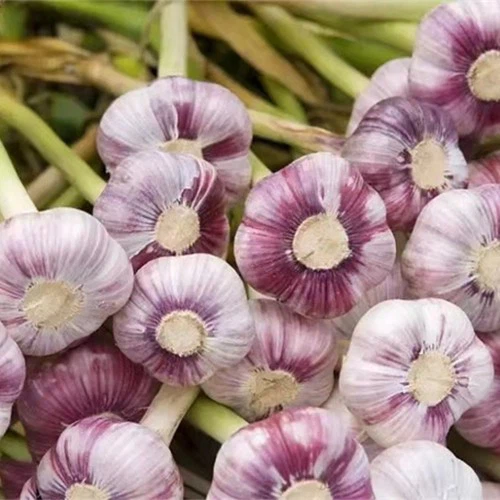 _20240227185318 _20240227185318