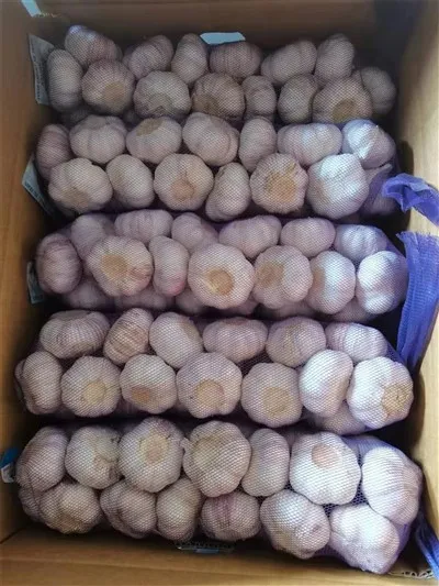 Vitlök med lila skal