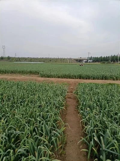 Gaeliska Från The Origins